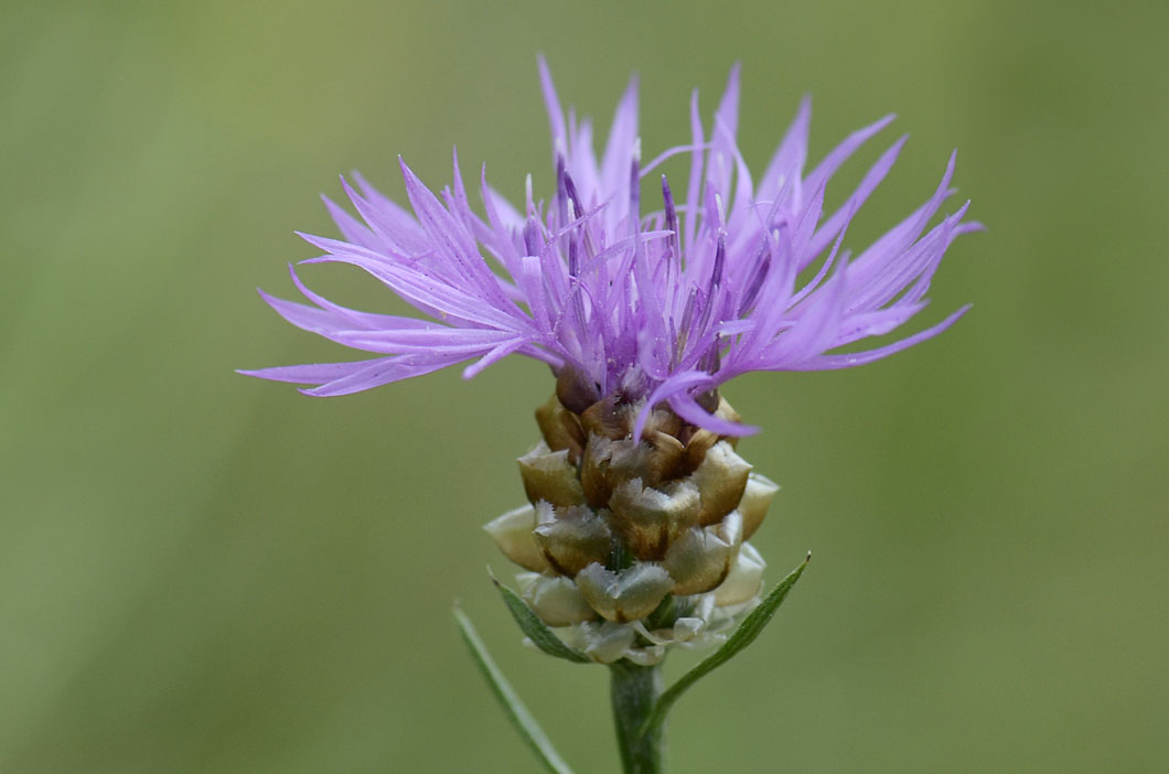 Centaurea jacea subsp. gaudinii / Centaurea di Gaudin